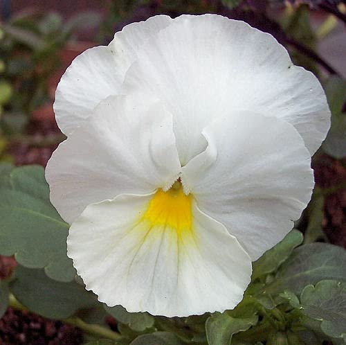 25 graines de Pensée Géante Blanche (Viola wittrockiana) X07 WHITE PANSY SEEDS