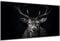 DARO Design - Wand-Bild auf 6mm HDF 50x70 cm Hirsch-Kopf Schwarz Weiß - Wand-Deko Bilder Geschenk