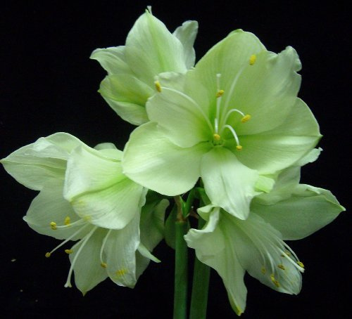 Amarylliszwiebeln : Ritterstern (Amaryllis) – Hippeastrum Luna 1 Blumenzwiebel