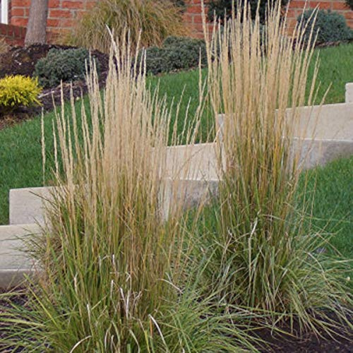6er-Set Reitgras 'Karl Förster' - Calamagrostis Acutiflora: Der Gartenriese im 9x9cm Topf.