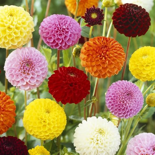 500 piezas Semillas de crisantemo flores del jardin Las plantas de jardín son plantas perennes resistentes. semillas de bonsái semillas organicas semillas de flores perenne resistente