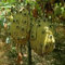Semi di frutti di Kiwano, alberi da frutto, frutti colonnari Semi di kiwano, Cucumis metuliferus, balcone piante Piante da balcone resistenti semi di frutta per il giardino 150pcs