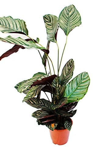 Exotenherz - XXL-Schattenpflanze mit ausgefallenem Blattmuster - Calathea ornata - 19cm Topf - ca. 70-90cm hoch