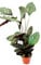 Exotenherz - XXL-Schattenpflanze mit ausgefallenem Blattmuster - Calathea ornata - 19cm Topf - ca. 70-90cm hoch