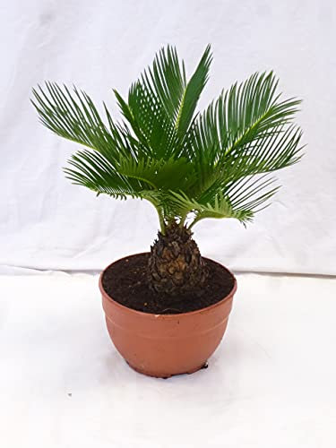 [Palmenlager] - Cycas revoluta 50 cm, Stamm 10 cm - 20 cm Ø Schale/Sagopalme - Palmfarn