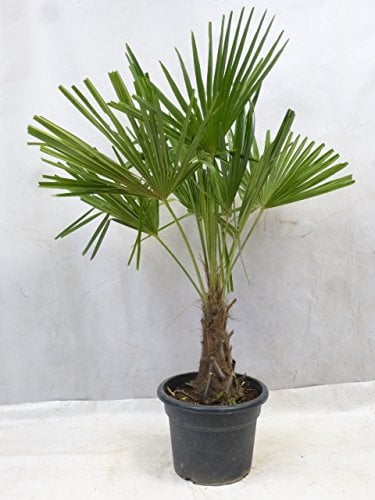 [Palmenlager] - Winterharte Palme -Trachycarpus fortunei- 150/170 cm - Stamm 30 cm/Chinesische Hanfpalme - 17°C