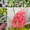 200 pcs Rispenhortensie Samen - Hydrangea Paniculata, geschenk garten samen balkon Rispenhortensie Winterhart Samen, flowers zimmerpflanzen samen bienenweide saatgut pflanzen garten