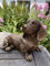Ablerhome Decor Sausage Dog Garden Sculpture Planter Resin Hound Home Decor Animal Ornament Outdoor Indoor Gift New (Dachshund: Brown)