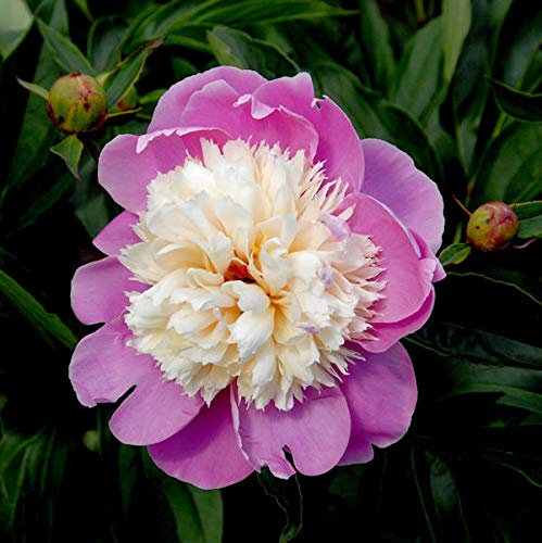 Edelpfingstrose Dancing Butterfly - Paeonia lactiflora