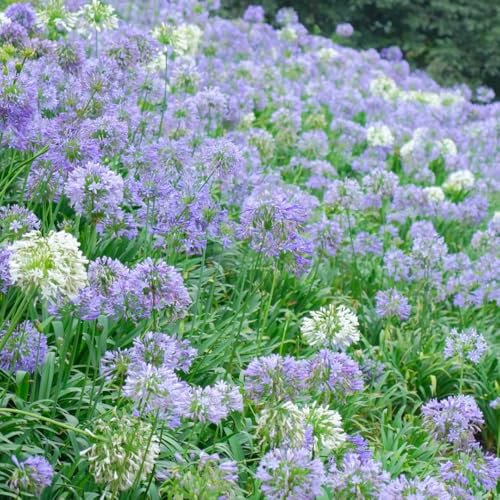 semillas resistentes de agapanthus, semillas de pradera, de jardín, plantas de sombra Lirios africanos Semillas de lirio africano, Plantas en macetas resistentes al exterior, 300pcs