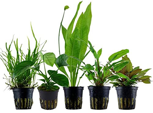 AquaOne Aquarium Pflanzen I 5x Wasserpflanzen I Diskus Aquarienpflanzen I Anubias Microsorum Echinodorus Cryptocoryne I Diskusbecken Set Diskusfische