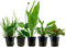 AquaOne Aquarium Pflanzen I 5x Wasserpflanzen I Diskus Aquarienpflanzen I Anubias Microsorum Echinodorus Cryptocoryne I Diskusbecken Set Diskusfische