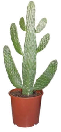 Opuntia Consolea - 45-55cm - Ø17cm - Plante d'intérieur - Vert persistant - Cactus et plantes succulentes