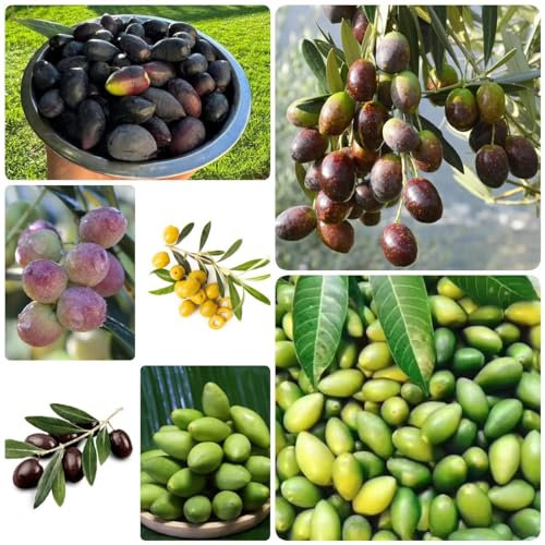 50 Pc Semi Di Olivo - Olivo - Alberi Da Giardino Resistenti, Alberi Da Frutto Semi Resistenti Dell'Olivo, Olea Europaea, Protezione Invernale Per Piante, Piante Rare Piante Resistenti