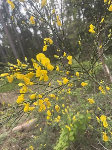 Besenginster Cytisus scoparius 100 Samen