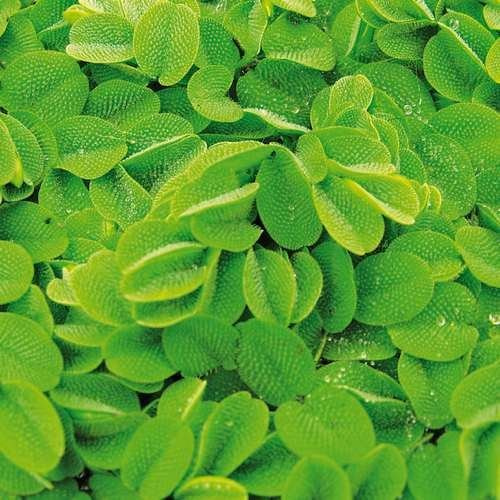 Salvinia natans Porción (lentejuelas de agua)