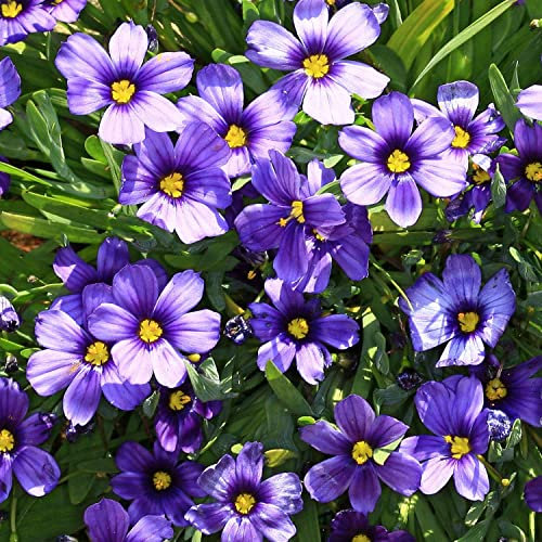 Binsenlilie 'Sapphire'