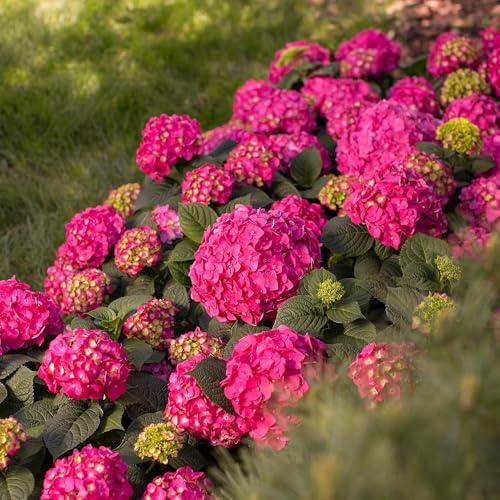 Hortensie Hydrangea Endless Summer Summer Love Red 8er Set – winterhart rot – 14cm – Höhe 20-25cm – blüht an altem & neuem Holz – für Beet, Hecke, Terrasse & Balkon