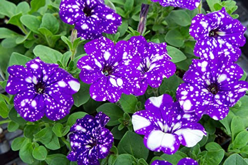 Petunia Night Sky | 6 Plug Plants | Bedding