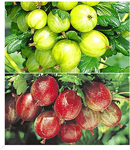 BALDUR Garten Stachelbeer-Sträucher-Set, 2 Pflanzen Ribes 'Gelbe Invicta®' und 'Rote Spinefree®', winterhart, Ribes uva crispa, reiche Ernte an essbaren Früchten