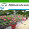 SAFLAX - Rosa del deserto - 8 semi - Con substrato - Adenium obesum