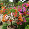 Best Garden Seeds Bougainvillea Santa Rita Bonsai-Blumen, 5 Samen, buganvilla bugambilia attraktiver Schmetterling beleuchten Ihren Garten