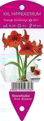 Young Generation Amaryllis Hippeastrum Orange Souvereign