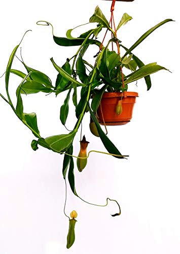 POWERS TO FLOWERS - NEPENTHES ALATA, pianta vera