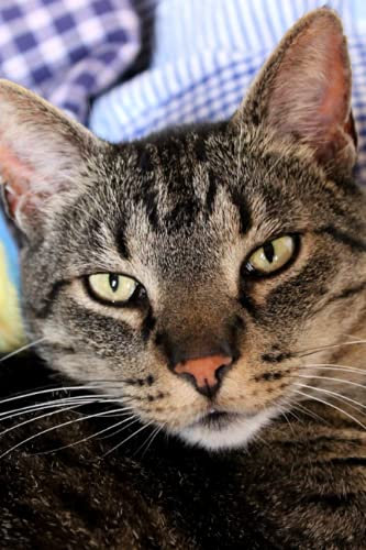 Vokabelheft: Katze Kätzchen Katzenmotiv Tiere Tiermotiv Vokabelheft 2 Spalten 6x9Zoll (ca A5) für Vokabeln zum Sprachen lernen (z.B.Englisch,Deutsch, ... ) liniertes Buch,120 Seiten, Softcover