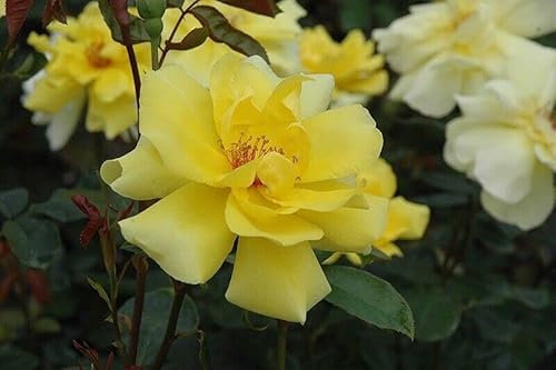 Plant Theory Golden Showers Rose Bush Yellow Flowering Roses Climbing Rose 4L Pot
