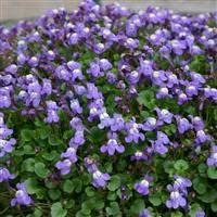 6 x Cymbalaria muralis Ivy-leaved Toadflax, or Kenilworth Ivy Cottage Garden Perennial Plug Plants pots and Baskets Bedding Plant