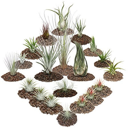 exotenherz - Tillandsien, dekorative Pflanzen - 20er Set inklusive 3 XXL Tillandsia