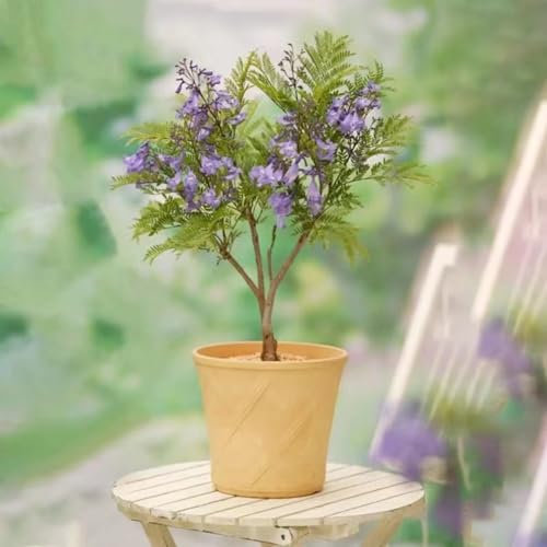 50 Pcs Jacaranda Samen, Winterfeste Pflanzen Für Balkon, (Jacaranda Mimosifolia) Bonsai Samen Indoor, Gartenpflanzen Bonzai Bäume, Stauden Winterhart Mehrjährig Samen Alte Sorten,
