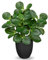 Oairse 37 cm plantas artificiales en maceta, planta artificial de interior peperomia con hojas de menta, decoración para bonsái de escritorio, plantas artificiales con macetas, decoración de mesa,