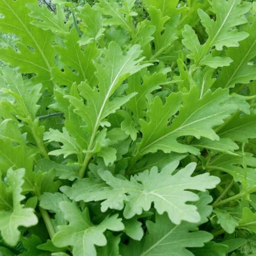 Rocket Rokita Seeds – Fast-Growing – High-Yield, Cut & Come Again Variety – Fresh Tasty Vegetables – for Your Kitchen Garden