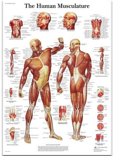 WDHBI HEKA Human Body Structure Poster Human Body Structure Wall Art Modern Canvas Painting Human Body Structure Prints Home Decor Picture 40x60cm No Frame