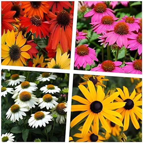 Stauden Gänge 4 x Sommerstauden Kollektion (Stauden/Staude/Mehrjährig/Winterhart) Echinacea & Rudbeckia – Die perfekte Kombination für ein Blütenmeer - Wir lieben die Sonne