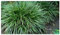10 x Carex morrowii 'Irish Green' im 1 Liter Topf (Ziergras/Gräser/Winterhart/Mehrjährig/Immergrün/Bodendecker) Grüne Japan Segge - Frisches Grün für lebendige Gartenträume - von Stauden Gänge