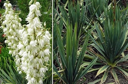 Yucca Filamentosa Adam's Needle 20+ Seeds UK Hardy Same Day Dispatch
