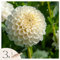 Plant in a Box - Dahlien - 3er Set - Dahlia 'Boom Boom White' - Dahlienknollen pflanzen - Sommerblüher - Weiße Blüten - Ideal für Garten und Beete
