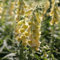 Plant Theory 9cm Pot Digitalis Grandiflora Yellow Foxglove Perennial