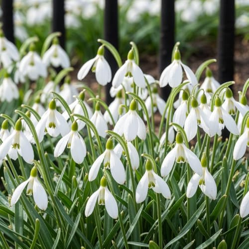 FLORIUM Schneeglöckchen Galanthus Woronowii/Nivalis Blumenzwiebeln (50 Zwiebeln), Winterhart e mehrjährige Zwiebeln, Pflanzen aus Holland für Garten und Topf