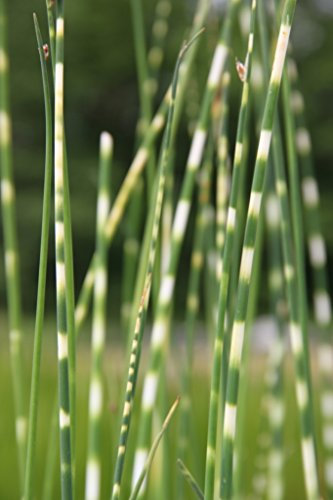 WASSERPFLANZEN WOLFF - Scirpus tabernaemontani 'Zebrinus' (Schoenoplectus) - Zebrasimse - 4er-Set im Gratis-PFLANZKORB - QUALITÄTSSTAUDEN - winterhart - Eisfreihalter