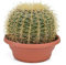 Echinocactus Grusonii superss – Kugelkaktus 25-30 cm Ø, Perfekte Zimmerpflanze für Zuhause – Ideal für Anfänger und Liebhaber - Schwiegermutterstuhl