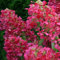Rispenhortensie Diamant Rouge weiß-erdbeerrot - Hortensie winterhart & mehrjährig - Hydrangea paniculata - 1 Pflanze von Garten Schlüter - Pflanzen in Top Qualität