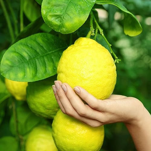 100 pcs mini zitronenbaum samen exotische früchte lemon tree - zitrone Citrus limon hochbeet für balkon obst frisch pflanztopf obstbaum gewächshaus balkon säulenobst deko balkonpflanzen