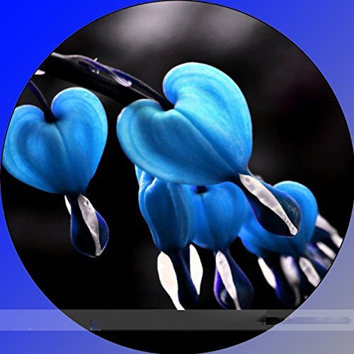Portal Cool Wisteria Bonsai Seed Kit, Grow Your Own Bonsai Tree