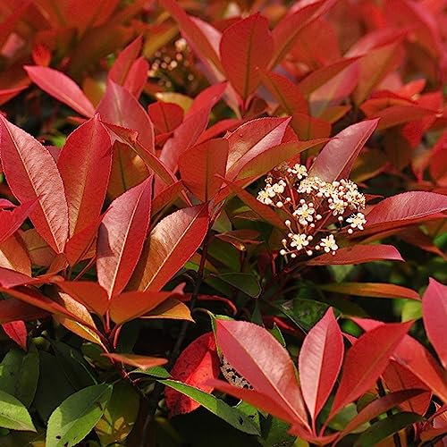 50 pcs glanzmispel red robin samen bonsai bäumchen kaufen,Photinia serrulata, garten geschenke für frauen bäume baumsamen pflanzendeko zimmerpflanze bonsai baum gartenblumen mehrjährig