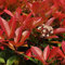 50 pcs glanzmispel red robin samen bonsai bäumchen kaufen,Photinia serrulata, garten geschenke für frauen bäume baumsamen pflanzendeko zimmerpflanze bonsai baum gartenblumen mehrjährig