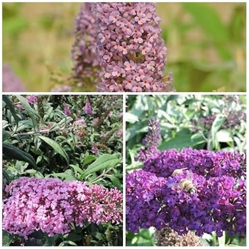 1 Stück Kombi 3 Schmetterlingsflieder, Buddleja empire blue, pink delight, black knight 15-20 cm im Topf